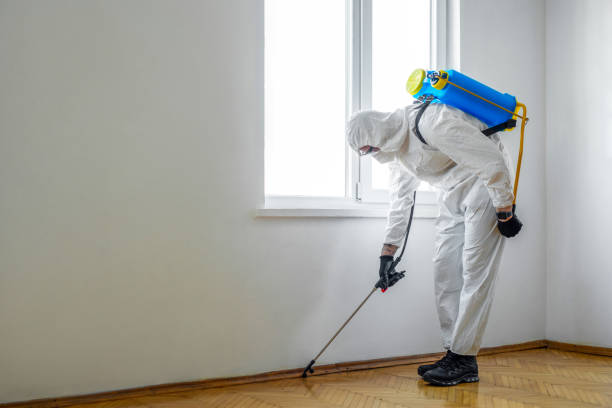 Best Wasp Removal Services  in Henning, TN