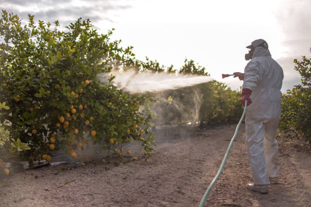 Trusted Henning, TN Pest Control Experts