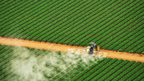 Best Ant Control Services  in Henning, TN