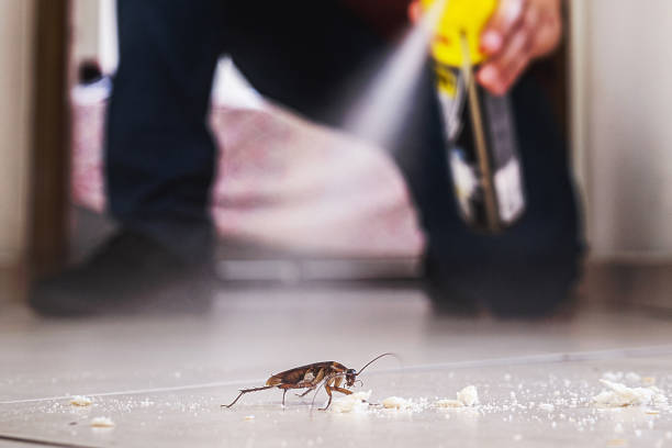 Insect Control in Henning, TN