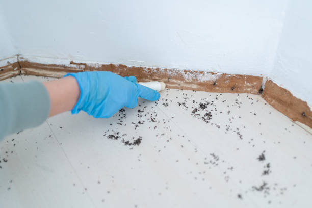 Wasp Removal Services in Henning, TN
